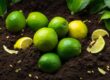 can you compost limes