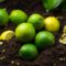 can you compost limes