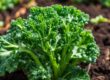 How To Grow Broccolini