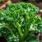 How To Grow Broccolini