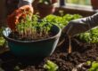 How To Grow Carrots Indoors