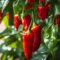 How To Grow Pimento Peppers